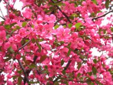 apple_blossoms (16K)