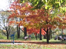autumn (16K)