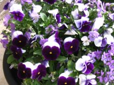 pansies (15K)
